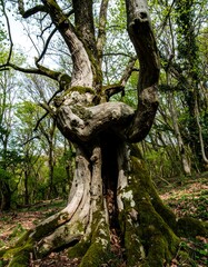 Ancient gnarled tree in forest