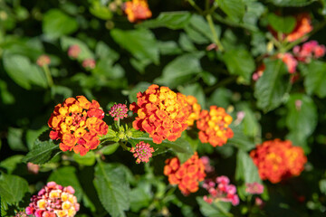 plant known as Lantana camara in a garden in Rio de Janeiro.