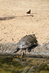 turtle Trachemys callirostris in a lake in Rio de Janeiro.