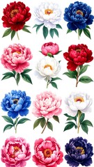 Assorted colorful peony flowers