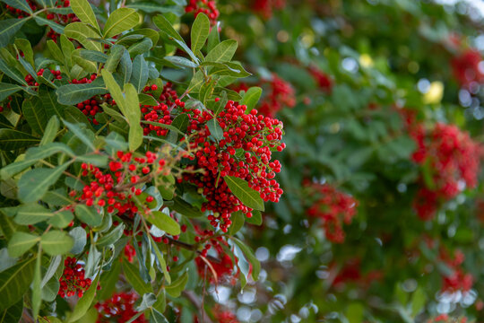 pink pepper, fruit of the red pepper tree outdoors in Rio de Janeiro.