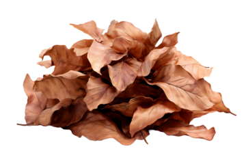 Pile of dry brown autumn leaves isolated on white background, symbol of fall season, decay, nature, and change, perfect for seasonal themes, backgrounds, and eco-friendly design concepts

