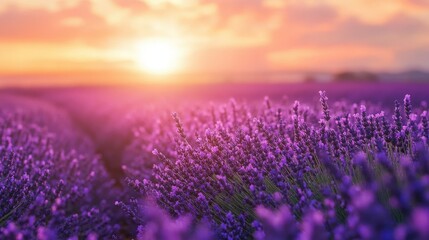 Naklejka premium Lavender field at sunset.