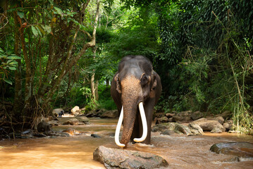 Thai elephants, wild elephants playing in the water at a stream in the middle of the forest in Chiang Mai, Thailand.