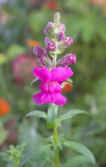 Obraz premium Bouquet of pink, purple snapdragons, Antirrhinum, dragon flowers