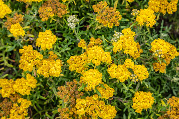Obraz premium Eriophyllum staechadifolium is a flowering plant in the family Asteraceae. seaside woolly sunflower. Garrapata Trail, California State Route 1, Monterey County, California