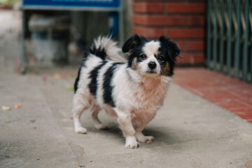 A cute, small black and white dog stands on a concrete sidewalk outdoors. It has a fluffy tail and...