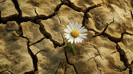 A single daisy growing from cracked dry earth symbolizing resilience and hope in a barren landscape