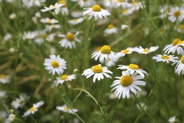 Beautiful chamomile flowers growing in field, closeup
