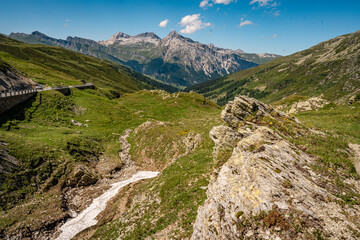 Alpine Wildflowers in Bloom along Splugen Pass Trail: Scenic View of Pizzo Tambo and Surettahorn...