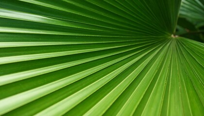 Obraz premium Close-up vibrant green palm leaf veins