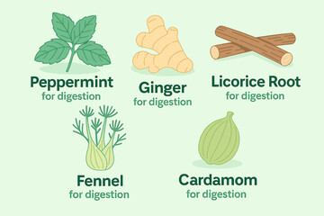 Flat design illustration of peppermint, ginger, fennel, licorice root, and cardamom herbs with labels for digestion benefits, ideal for health, wellness, and herbal medicine concepts