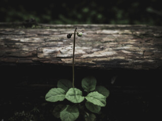 苔の森　長野県白駒池