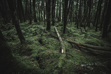 苔の森　長野県白駒池