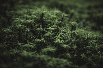 苔の森　長野県白駒池