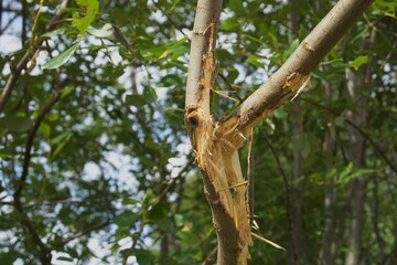 broken tree branches
