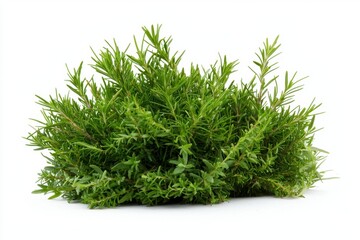 Dense rosemary shrub with needle like green leaves, showcasing its vibrant foliage and aromatic qualities, perfect for culinary and decorative uses