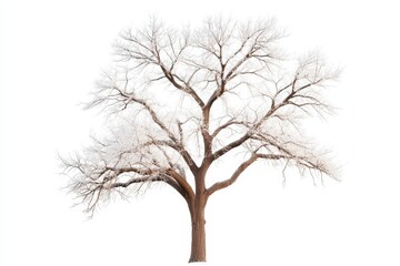 Obraz premium Frost covered leafless winter tree stands tall against white background, showcasing intricate branches and serene atmosphere. beauty of winter is captured in this striking image