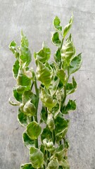 Focus on Zigzag Plant details