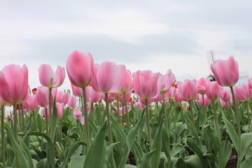 pink tulips in spring