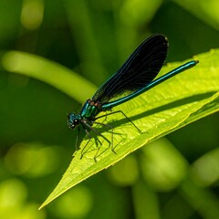 Dragonfly on a leaf (1)