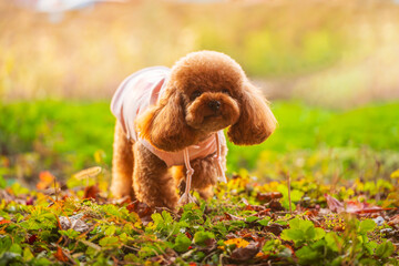 A toy poodle in autumn