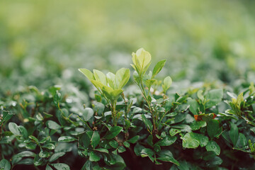 Close-up of vibrant green leaves and small flowers on a dense, leafy shrub. Dewdrops add a touch of freshness.