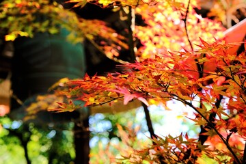 日本、京都、紅葉、黃葉、大銀杏、木、日本庭園、秋、青空、光、絶景、写真素材	