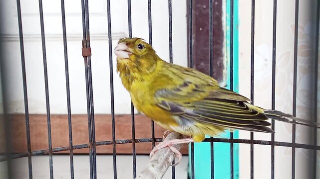 Canaries originate from the Canary Islands, Madeira, and the Azores off the northwest coast of Africa. The canary is named after the Canary Islands, where it was first discovered by European sailors.