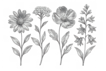 Pencil drawing featuring a variety of wildflowers on a transparent background, perfect for nature-themed designs