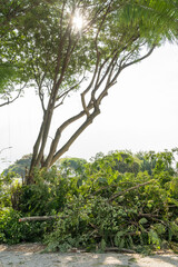 The branches and leaves are scattered on the ground, and the area appears to be part of a trimming...