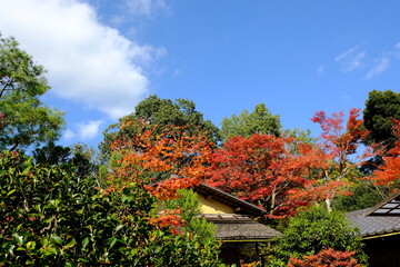 京都、紅葉、常照寺、寺院、文化財、木造建築、古代建築、日本文化、歷史名勝、古都京都の文化財、木、綠色、青空、秋、絶景、写真素材	
