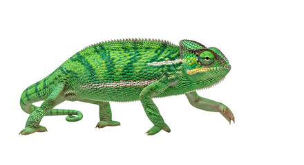 Obraz premium Vibrant green chameleon walking isolated on transparent background showcasing intricate skin texture and adaptable camouflage in wildlife photography
