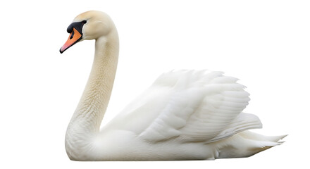 Fototapeta premium Majestic white swan gracefully resting isolated on a transparent background symbolizing elegance purity and natural beauty for creative projects