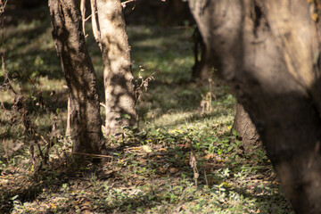 Pequeño bosque arbolado