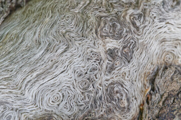 Close up of natural wood texture showing intricate grain patterns