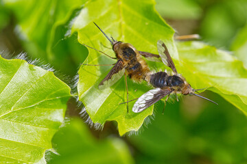 Two flies mating on a green leaf surrounded by many leaves