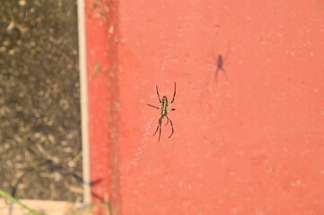 Garden Spider