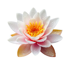 Fototapeta premium Delicate Pink Water Lily Blossoming with Dew Drops and Radiant Colors