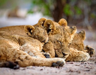 Lion cubs sleeping together (1)
