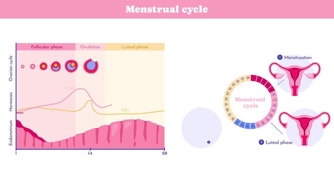 Menstrual Cycle Diagram. Moving banner with medical infographics showing stages of menstrual cycle of female reproductive system. Follicular and luteal phases. Flat graphic animated cartoon