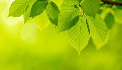Fototapeta na wymiar Fresh green leaves in bright sunlight