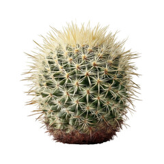 Close-up View of a Unique Spiky Cactus on Dark Background