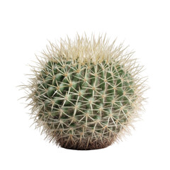 Close-up of Spiny Green Cactus with White Thorns on a Black Background