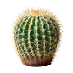 Thick Green Cactus with Spines on a White Background