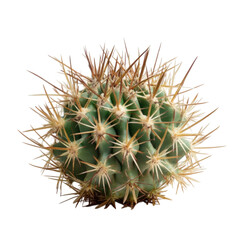 Close-Up of a Spiky Green Cactus with Sharp Thorns and Texture