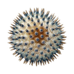 Detailed Close-up of a Unique Sea Creature with Spiny Texture