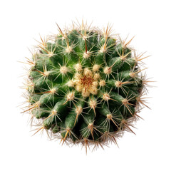 Unique Round Cactus with Sharp Spines Against White Background