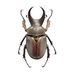 Detailed Close-Up of a Majestic Horned Beetle in Natural Habitat