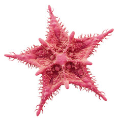 Unique Pink Starfish with Intricate Texture on a White Background